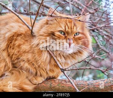 Ein Nahaufnahme-Porträt einer wunderschönen wilden roten Katze mit grünen Augen, die auf einem dicken Ast sitzt. Stockfoto