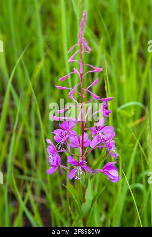 Blühender Weidentee (lateinisch: Epilobium angustifolium) auf grünem Gras Stockfoto