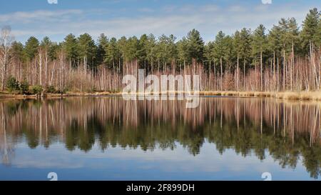 Spiegelung von Bäumen in einem See an der Kalmthoutse heide in Belgien. Sieht aus wie Kanada. Blauer Himmel. Stockfoto