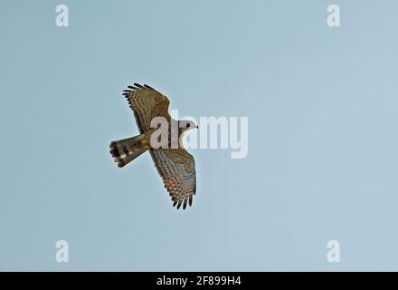 Grauer Bussard (Butastur indicus) Erwachsener auf dem Flug Seima Protected Forest, Kambodscha Januar Stockfoto