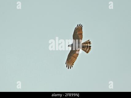 Grauer Bussard (Butastur indicus) Erwachsener auf dem Flug Seima Protected Forest, Kambodscha Januar Stockfoto