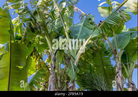 Nahaufnahme von Bananenbäumen mit einem wachsenden Haufen An einem klaren Himmel Stockfoto