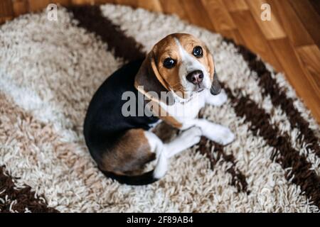 Welpen Krankheiten, häufige Krankheiten zu beobachten bei Welpen. Sick Beagle Puppy liegt auf dem Hundebett auf dem Boden. Trauriger kranker Beagle zu Hause Stockfoto
