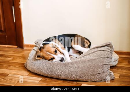 Welpen Krankheiten, häufige Krankheiten zu beobachten bei Welpen. Sick Beagle Puppy liegt auf dem Hundebett auf dem Boden. Trauriger kranker Beagle zu Hause Stockfoto