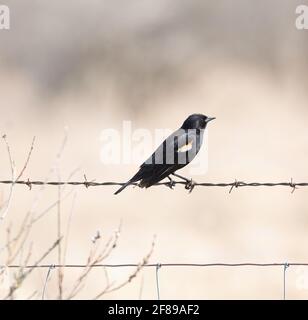 Ein männlicher Rotflügeliger Amsel auf einem Drahtzaun Stockfoto