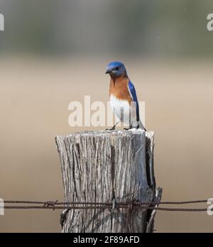 Ein östlicher Bluebird (Sialia sialis) Mit einer humorvollen Pose auf einem Holzpfosten Stockfoto