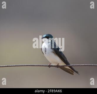 Eine Baumschwalbe (Tachycineta bicolor), die auf einem Drahtzaun thront Stockfoto