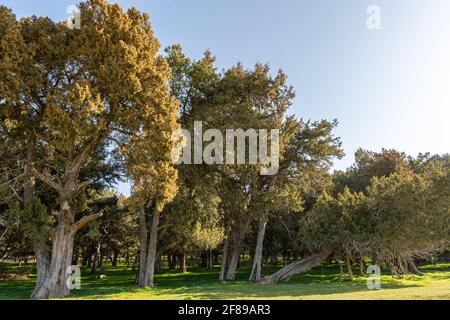 Wacholderbäume im Wald in Calatanazor, Soria, Spanien Stockfoto