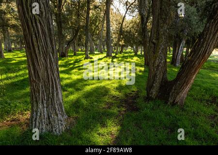 Wacholderbäume im Wald in Calatanazor, Soria, Spanien Stockfoto