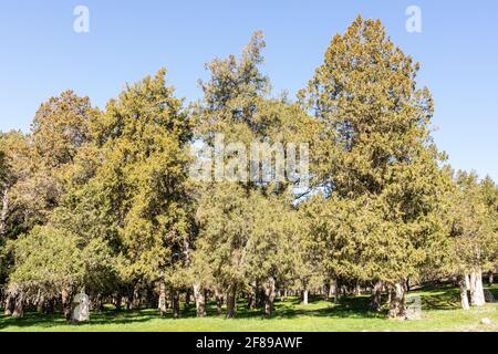 Wacholderbäume im Wald in Calatanazor, Soria, Spanien Stockfoto