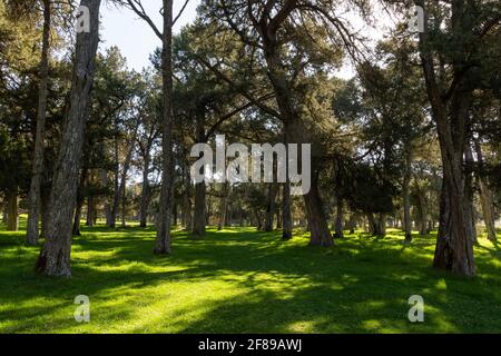 Wacholderbäume im Wald in Calatanazor, Soria, Spanien Stockfoto