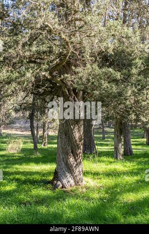 Wacholderbäume im Wald in Calatanazor, Soria, Spanien Stockfoto