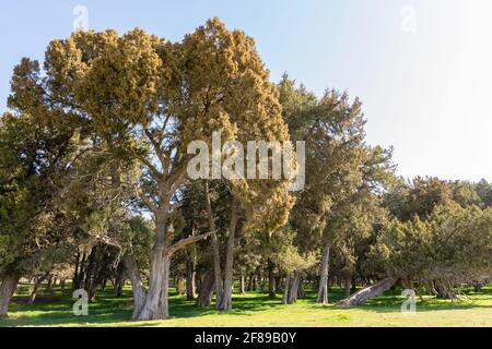 Wacholderbäume im Wald in Calatanazor, Soria, Spanien Stockfoto