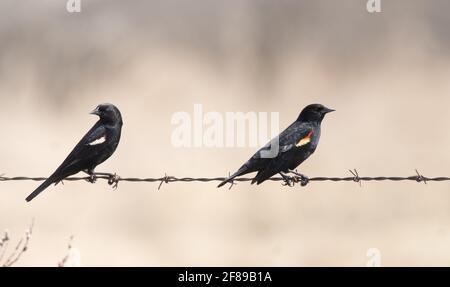 Zwei männliche Rotflügelvögel auf einem Drahtzaun mit Bräune Hintergrund im ländlichen Ontario Stockfoto