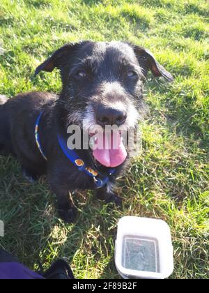 Gehen Sie mit dem besten Freund des Menschen. Frühling ideal zum Wandern. Hunde spielen und gehen gerne. Hundeauflage. Stockfoto
