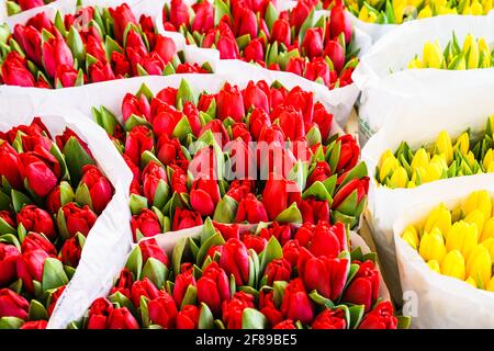 Lebendige Blumensträuße aus roten und gelben Tulpen Stockfoto
