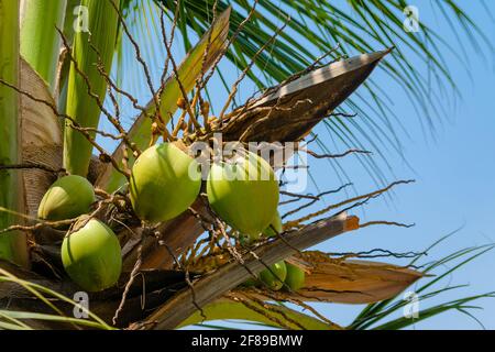 Kokosnussfrüchte und Baum mit selektivem Fokus und blauem Himmel. Stockfoto