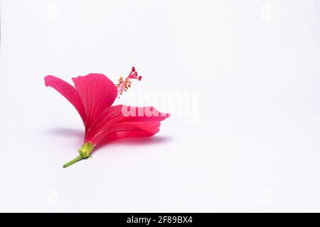 Rote gezupfte einzelne Hibiskusblüte auf dem weißen Hintergrund mit selektivem Fokus und Kopierraum. Stockfoto