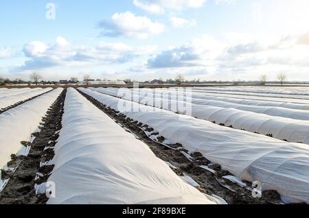 Das Feld für die Kartoffelplantage auf dem Bauernhof ist mit Spinnvlies-Spinnvlies-Agrargewebe bedeckt. Früher Kartoffeln, Pflege und Schutz der jungen Pflanzen fro Stockfoto