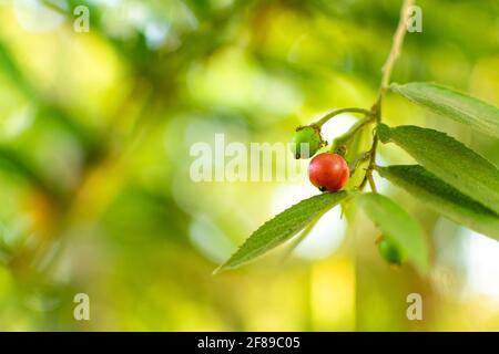 Rot und grün gefärbte Jamaika-Kirsche mit Blättern und selektivem Fokus und verschwommenem Bokeh-grünem Hintergrund. Stockfoto