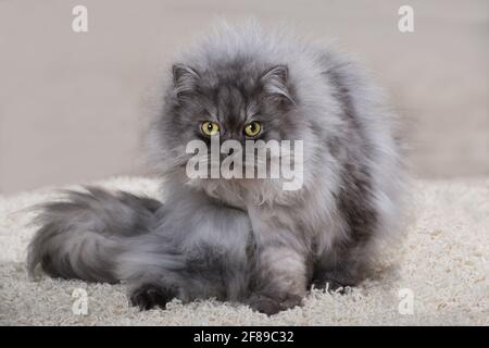 Katze in einem Wohnzimmer Stockfoto