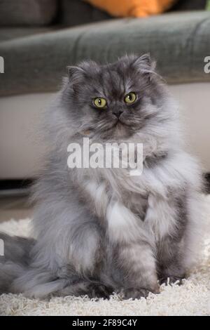 Katze in einem Wohnzimmer Stockfoto