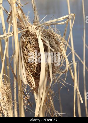 Eurasische Erntemuse (Micromys minutus) brütet Stockfoto