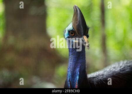 Nahaufnahme eines Cassowary, einer Vogelart, die in den Tropenwäldern von Neuguinea ( Papua-Neuguinea und Indonesien ), den nahegelegenen Inseln und den Nordarten beheimatet ist Stockfoto