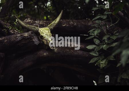 Schädel einer toten Kuh, die als Ornament in einem verwendet wird Durchgang durch den Wald Stockfoto