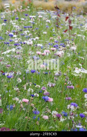 Kornblumen in einem wildflower Meadow. Stockfoto