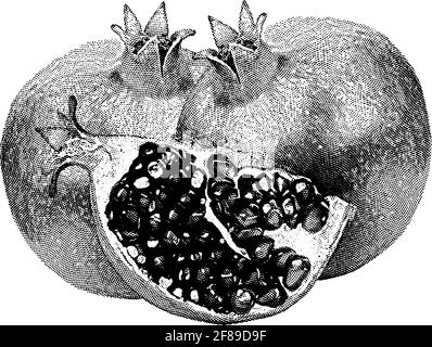 Granatapfel-Liniensymbol, Frucht und Granat, Vektorgrafiken, ein lineares Muster auf weißem Hintergrund, Folge 10. Stock Vektor