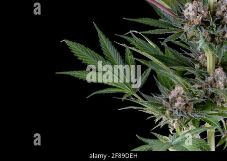 Detail einer Karamell-Cannabispflanze, die isoliert auf Schwarz blüht. Geboren aus einem feminisierten Samen. Stockfoto
