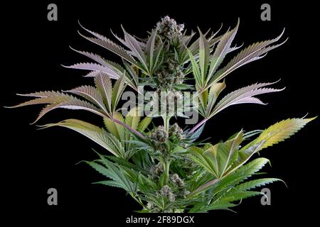 Detail einer Karamell-Cannabispflanze, die isoliert auf Schwarz blüht. Geboren aus einem feminisierten Samen. Stockfoto
