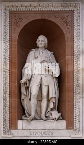 Statue von Carl Linnaeus von Patrick MacDowell in Nische über dem hinteren Eingang der Royal Academy of Arts (RA) in Burlington Gardens, London Stockfoto