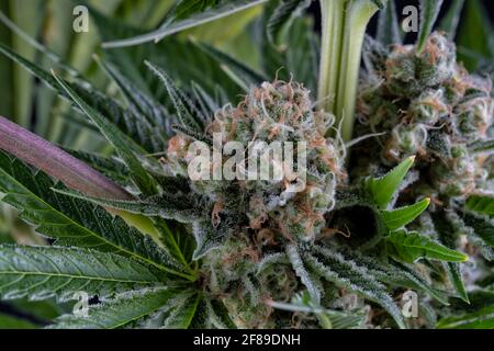 Detail einer Karamell-Cannabispflanze, die isoliert auf Schwarz blüht. Geboren aus einem feminisierten Samen. Stockfoto