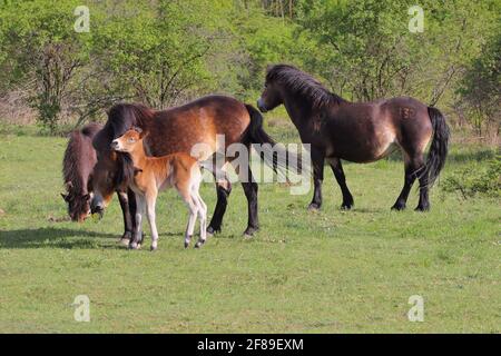 Exmoor Ponys (Pferde) auf der Weide, Stute und Fohlen Stockfoto