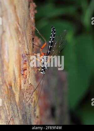 Riesiger Ichneumon (Rhyssa persuasoria) in natürlichem Lebensraum Stockfoto