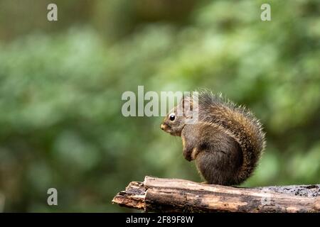 Issaquah, Washington, USA. Douglas Eichhörnchen steht auf den hinteren Pfoten. Auch bekannt als Chickaree, Chicory und Kiefer Eichhörnchen. Stockfoto