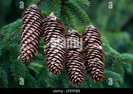 Vier Norwegenfichtenzapfen Picea abies Stockfoto