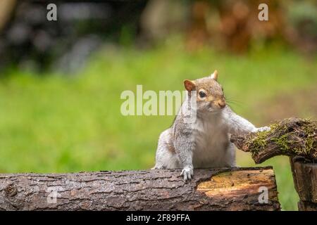 Issaquah, Washington, USA. Westgraues Eichhörnchen, das zwei Stämme umspannt, unsicher, welchen Weg es gehen soll. Auch bekannt als Banner-Schwanz, California Grey Squirre Stockfoto