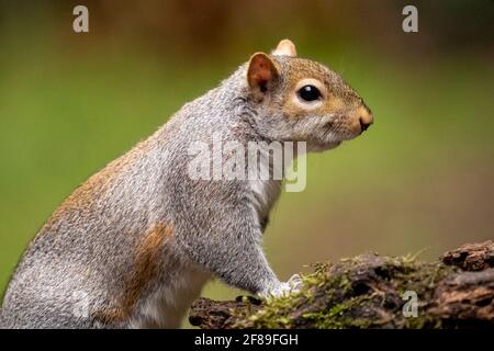 Issaquah, Washington, USA. WESTERN Grey Squirrel steht auf einem Baumstamm. Auch bekannt als Banner-Schwanz, California Grey Squirrel, Oregon Grey Squirrel und S Stockfoto