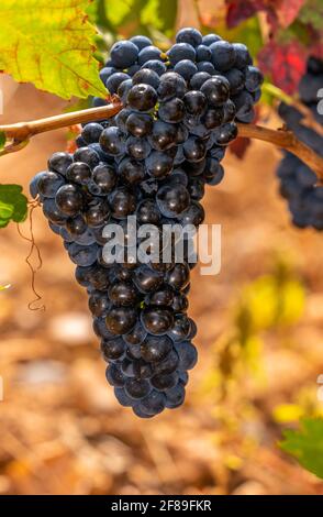 Reife Trauben auf Herbstreben, die kurz vor der Lese stehen Die Weinberge von La Rja Spanien Stockfoto
