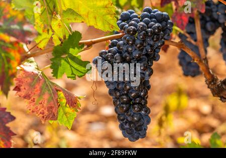 Reife Trauben auf Herbstreben, die kurz vor der Lese stehen Die Weinberge von La Rja Spanien Stockfoto