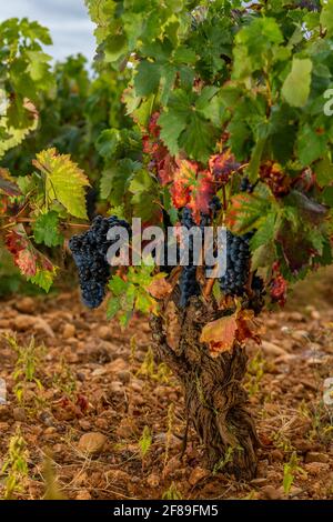 Reife Trauben auf Herbstreben, die kurz vor der Lese stehen Die Weinberge von La Rja Spanien Stockfoto