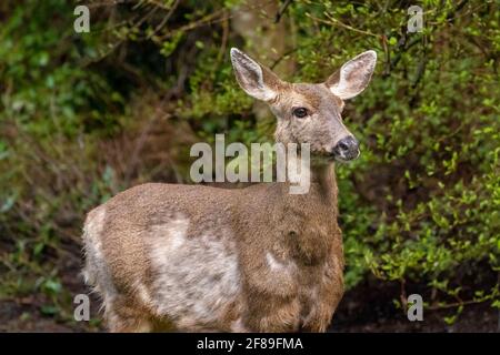 Issaquah, Washington, USA. Schwarzschwanzweibchen-Hirsch mit Mähne Stockfoto