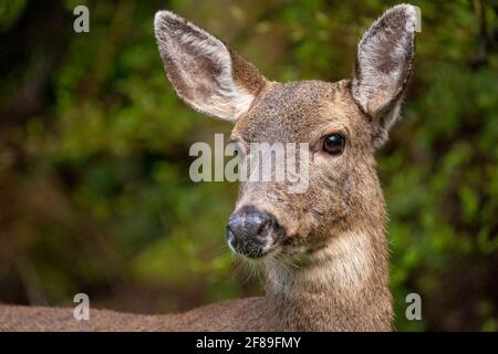 Issaquah, Washington, USA. Schwarzschwanzweibchen-Hirsch Stockfoto