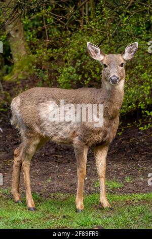 Issaquah, Washington, USA. Schwarzschwanzweibchen-Hirsch mit Mähne Stockfoto