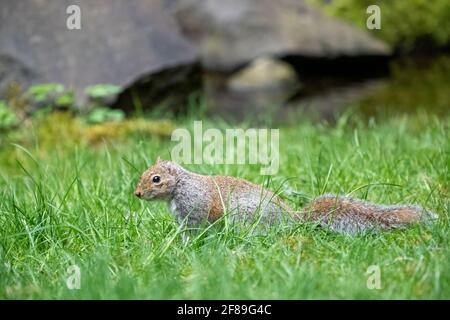 Issaquah, Washington, USA. WESTERN Grey Squirrel läuft im Gras, auf der Suche nach einem Platz, um eine Nuss zu begraben. Auch bekannt als Bannerschwanz, California Grey Sq Stockfoto