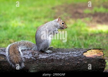 Issaquah, Washington, USA. WESTERN Grey Squirrel steht auf einem Balken und frisst eine Erdnuss. Auch bekannt als Bannerschwanz, California Grey Squirrel, Oregon Gra Stockfoto