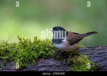 Issaquah, Washington, USA. Männchen Dunkeläugiger Junco thronte auf einem moosbedeckten Baumstamm Stockfoto